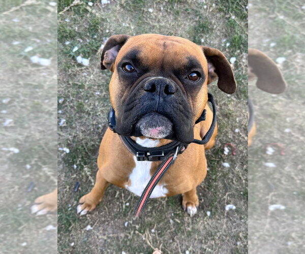 Medium Photo #2 Boxer Puppy For Sale in Austin, TX, USA