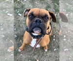 Small #1 Boxer