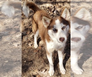 Siberian Husky Puppy for sale in SANDY HOOK, KY, USA