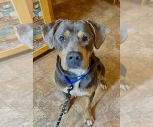 Rottweiler-Unknown Mix Dogs for adoption in Minneapolis, MN, USA