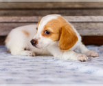 Small Photo #20 Dachshund Puppy For Sale in WAKARUSA, IN, USA