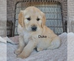 Image preview for Ad Listing. Nickname: Duke