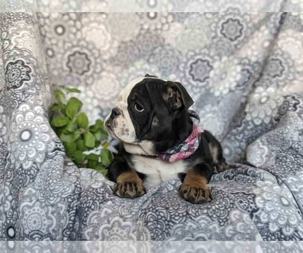 Medium Photo #6 English Bulldog Puppy For Sale in COCHRANVILLE, PA, USA