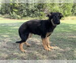 Small #1 German Shepherd Dog