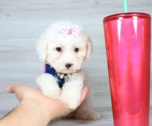 Medium Photo #7 Maltipoo Puppy For Sale in LAS VEGAS, NV, USA