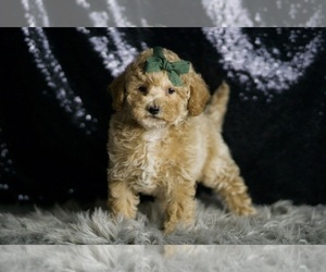 Medium Maltipoo