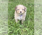 Puppy 6 Australian Shepherd
