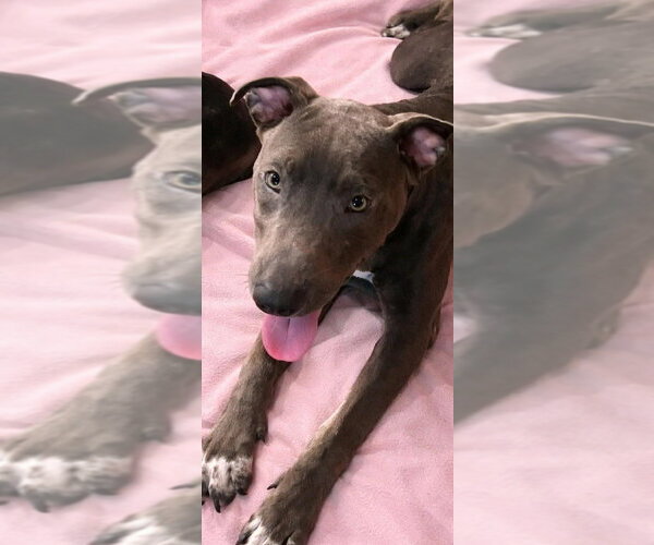 Medium Photo #1 Mutt Puppy For Sale in Wenonah, NJ, USA