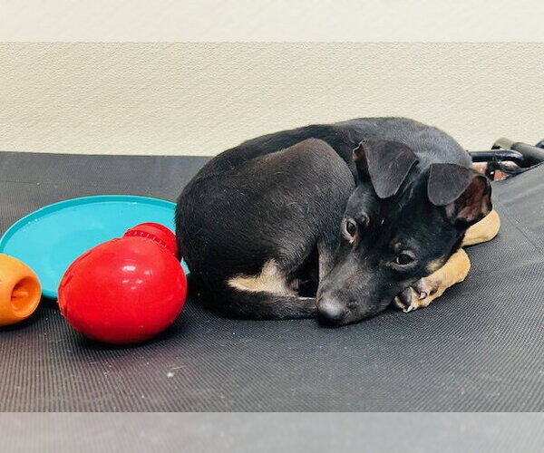 Medium Photo #11 Beagle-Unknown Mix Puppy For Sale in Jefferson, NJ, USA