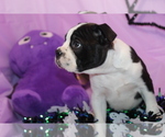 Nash - Male Boston Terrier Puppy for Sale - Photo #5