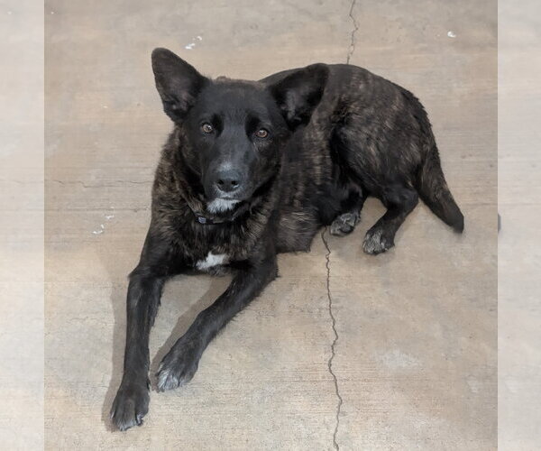 Medium Photo #1 Mutt Puppy For Sale in Chinook, MT, USA