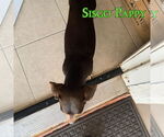Small #4 Dachshund