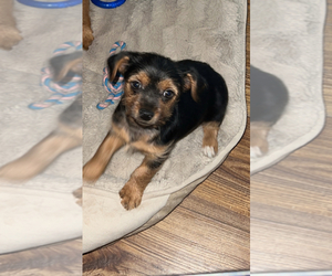 Mutt Puppy for sale in LABELLE, FL, USA