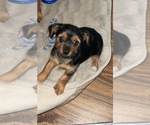 Image preview for Ad Listing. Nickname: Yorkie mix