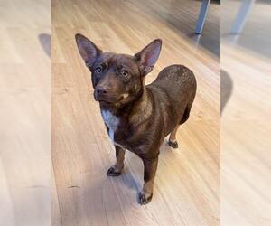 Cardigan Welsh Corgi-Unknown Mix Dogs for adoption in San Martin, CA, USA