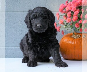 Newfypoo Puppy for sale in FREDERICKSBG, OH, USA