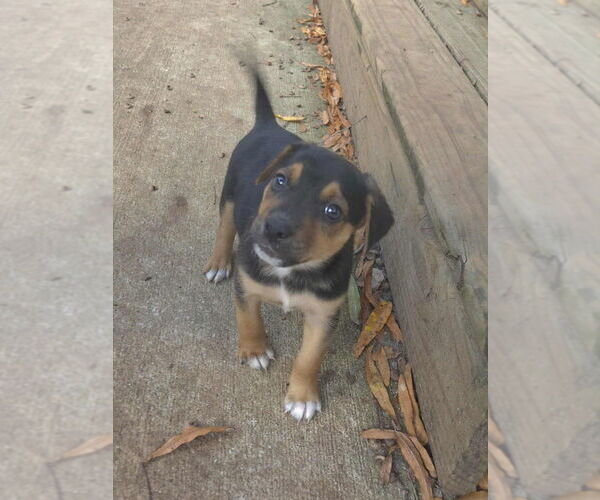 Medium Photo #1 Jack Russell Terrier-Unknown Mix Puppy For Sale in Raleigh, NC, USA