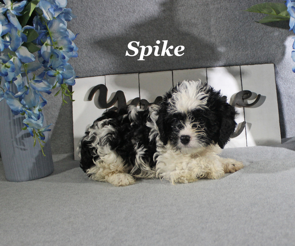 Medium Photo #14 Cavapoo Puppy For Sale in CHANUTE, KS, USA