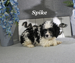 Small #13 Cavapoo