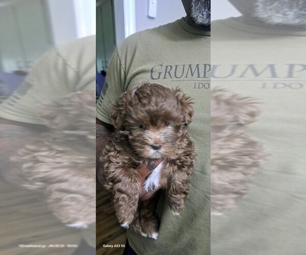 Medium Photo #3 Havanese Puppy For Sale in CANTON, GA, USA