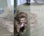 Small #2 Havanese