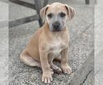 Fiji Pup - Nadi - Adopted! - Female Colonial Cocker Spaniel-Unknown Mix Dog for Adoption - Small photo