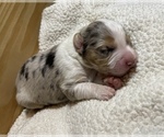 Small Photo #3 Australian Shepherd Puppy For Sale in EUSTIS, FL, USA