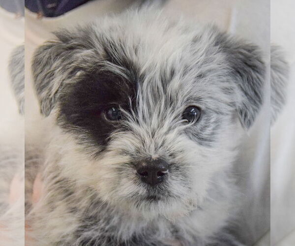 Medium Photo #5 Mutt Puppy For Sale in Huntley, IL, USA