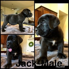 Cane Corso Puppy for sale in SHAFTER, CA, USA
