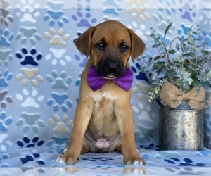 Boxer-German Shepherd Dog Mix Puppy for sale in LANCASTER, PA, USA