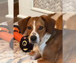 Small #3 Beagle Mix