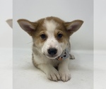 Small Photo #3 Imo-Inu Puppy For Sale in MONCLOVA, OH, USA