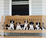 Small #1 Border Collie