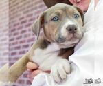 Small #3 Rat Terrier Mix