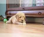 Small Photo #11 Goldendoodle Puppy For Sale in TURIN, NY, USA