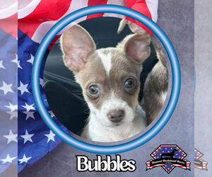 Dachshund-Unknown Mix Dogs for adoption in San Antonio, TX, USA