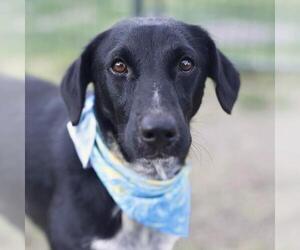 Mutt Dogs for adoption in San Antonio, TX, USA