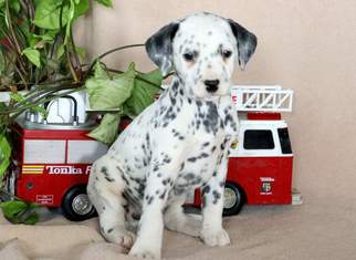 Dalmatian Puppy for sale in MOUNT JOY, PA, USA