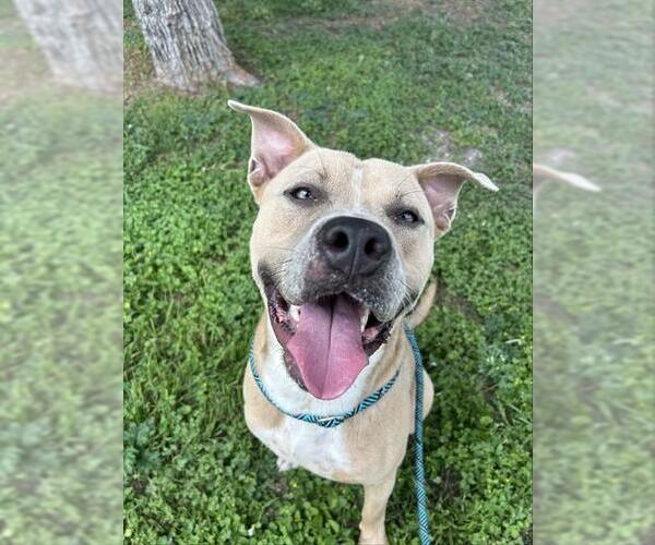 Medium Photo #3 American Pit Bull Terrier-Unknown Mix Puppy For Sale in Corpus Christi, TX, USA