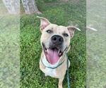 Small #2 American Pit Bull Terrier Mix