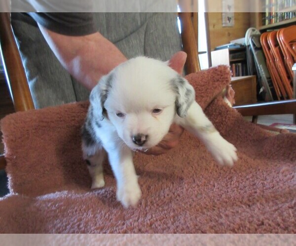 Medium Photo #2 Australian Shepherd Puppy For Sale in AUBURN, IN, USA