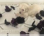 Small Photo #23 Goldendoodle Puppy For Sale in N HIGHLANDS, CA, USA