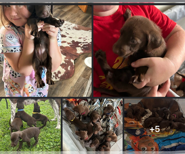 Medium Photo #1 German Shorthaired Lab Puppy For Sale in ARGYLE, WI, USA