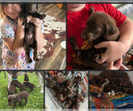 Small German Shorthaired Lab