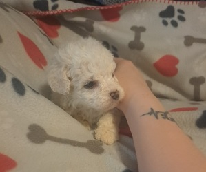 Poodle (Miniature) Puppy for sale in HERMITAGE, TN, USA
