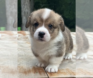Pembroke Welsh Corgi Puppy for sale in ROLLA, MO, USA