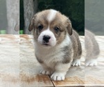 Image preview for Ad Listing. Nickname: Kip