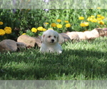 Small #1 Bichon Frise