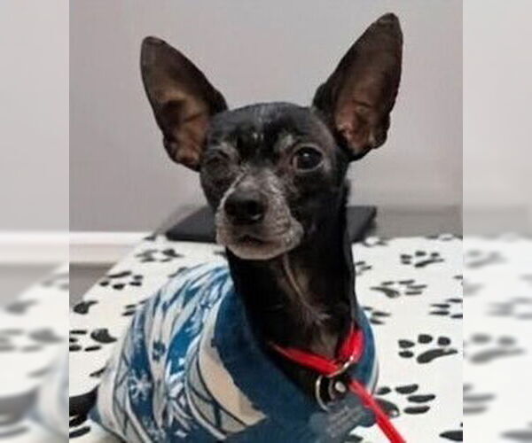 Medium Photo #5 Chihuahua Puppy For Sale in Caldwell, NJ, USA