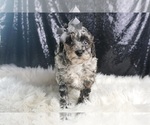 Small #4 Poodle (Toy)